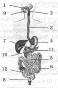 0200f54q-60a8-121x182.png