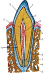 0200f559-8325-93x150.png