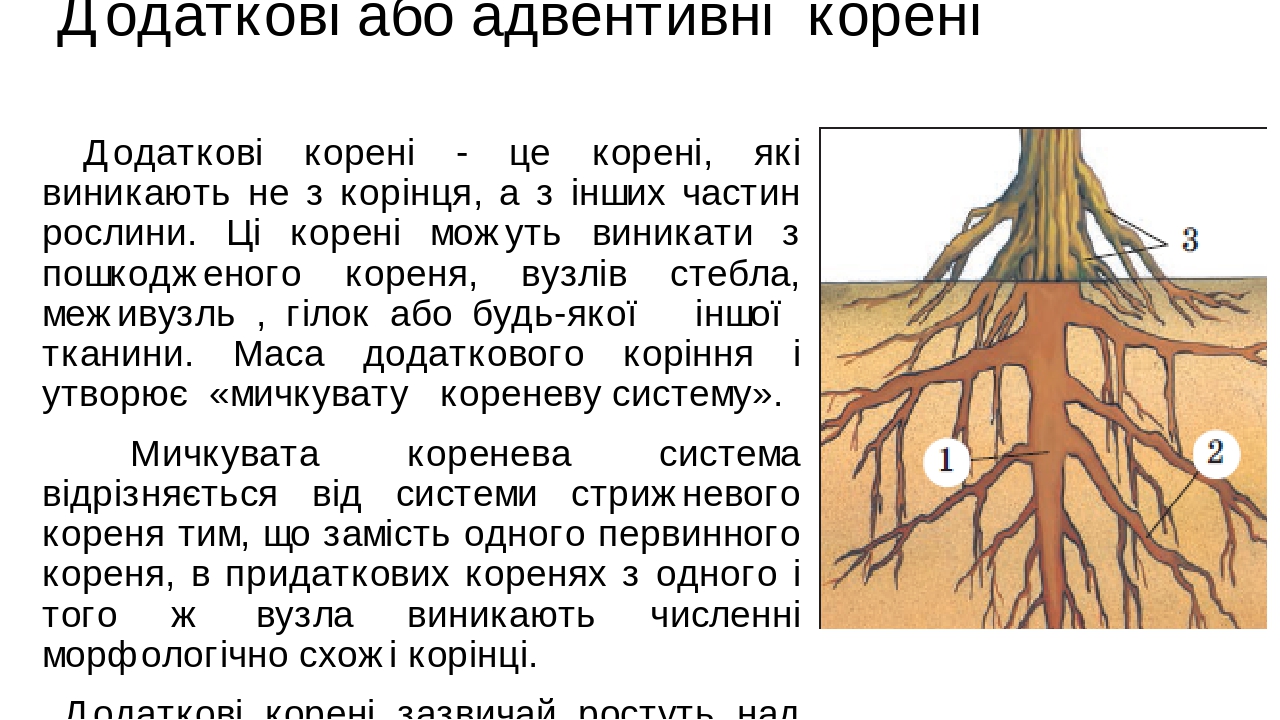 Типи кореневих систем, видозміни пагона