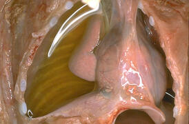 0200fem8-fc61-274x180.jpg