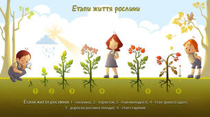 Таблиця "Етапи життя рослини"