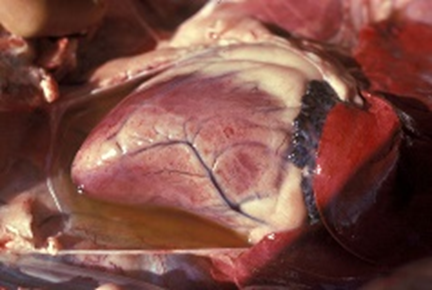 0200fkhn-f433.png