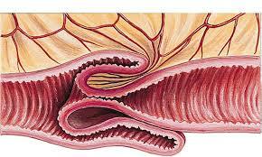 0200flex-bac0-290x174.jpg