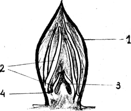 0200fmcl-3251-267x226.png