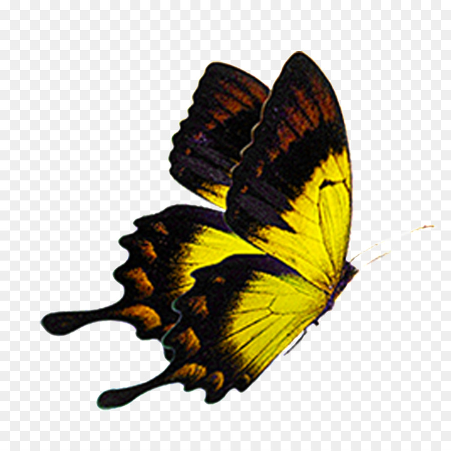 0200fpjs-bd92.jpg