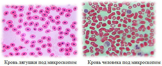 0200frz9-7b3a-662x269.jpg
