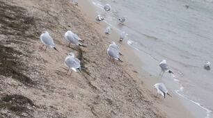 Поезія. Азовська ода. Презентація