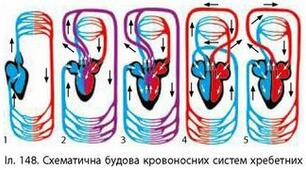 Тестові завдання з теми " Транспорт речовин у тварин"
