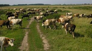 Сценарій традицій та обрядів Слобожанщини «Свято Ягорія»