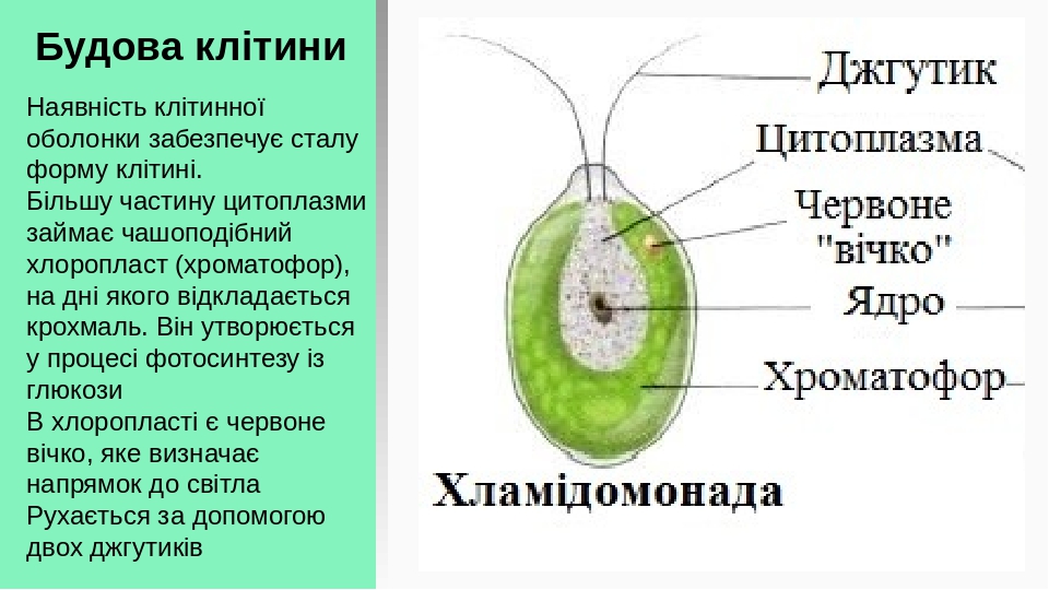 Одноклеточная зеленая водоросль хламидомонада. Строение хлореллы 6 класс биология. Хлорелла рисунок с подписями 6 класс. Тело мха хлорелла строение. Строение хлореллы, ламинарии, подписать все части.