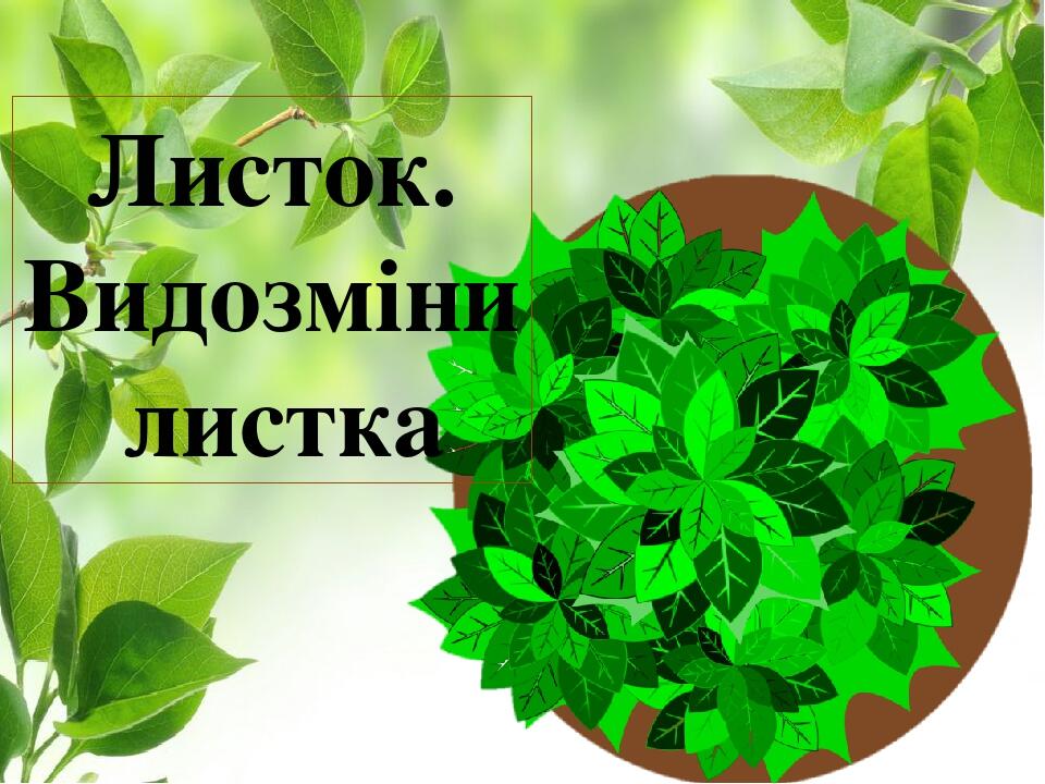 Листок. Видозміни листка