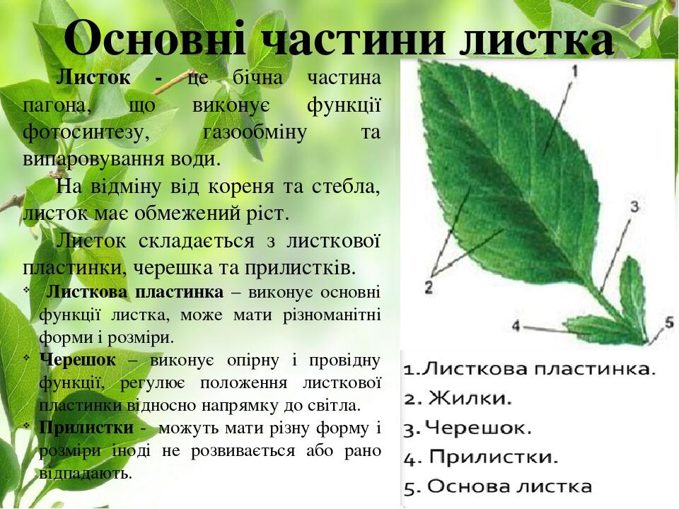 Основні частини листка Листок - це бічна частина пагона, що виконує функції фотосинтезу, газообміну та випаровування води. На відміну від кореня та...