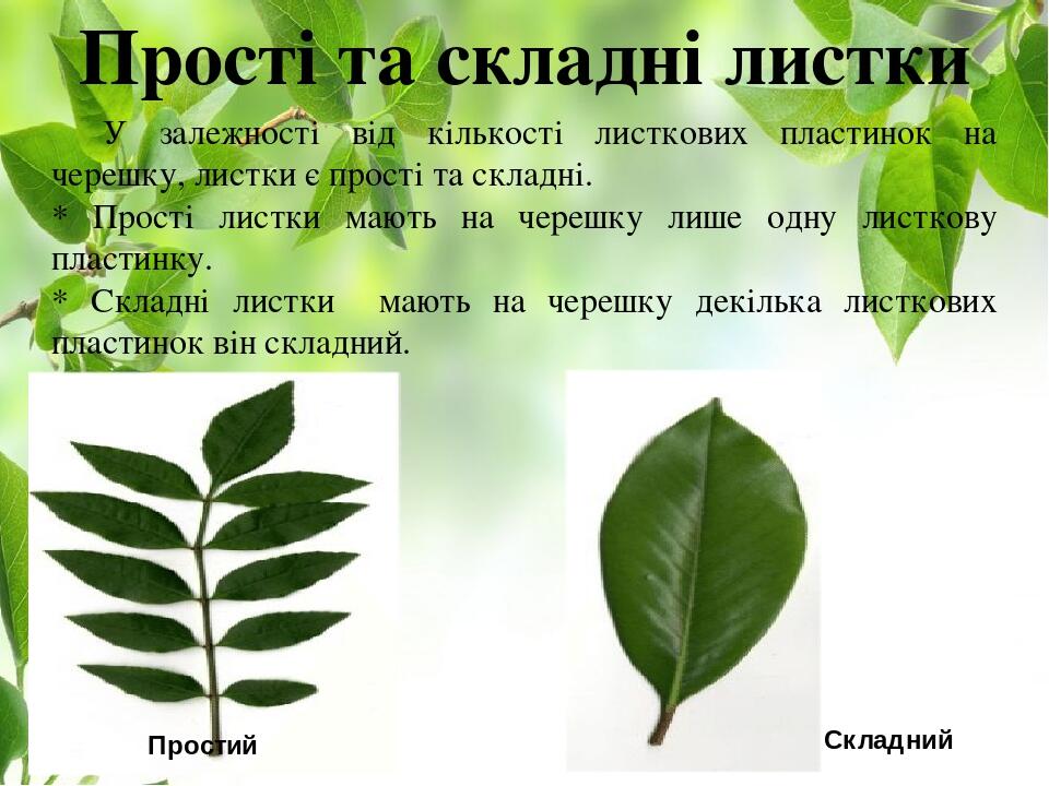 Прості та складні листки У залежності від кількості листкових пластинок на черешку, листки є прості та складні. * Прості листки мають на черешку ли...