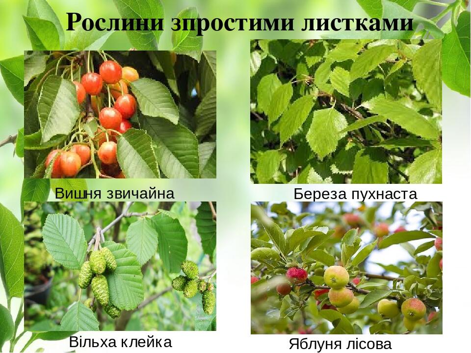 Рослини зпростими листками Береза пухнаста Яблуня лісова Вишня звичайна Вільха клейка