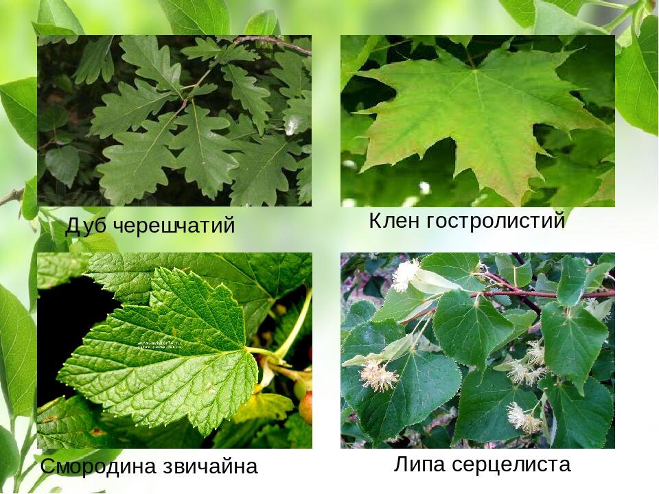 Дуб черешчатий Смородина звичайна Клен гостролистий Липа серцелиста