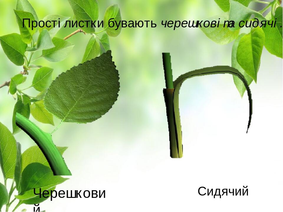 Прості листки бувають черешкові та сидячі . Черешковий Сидячий