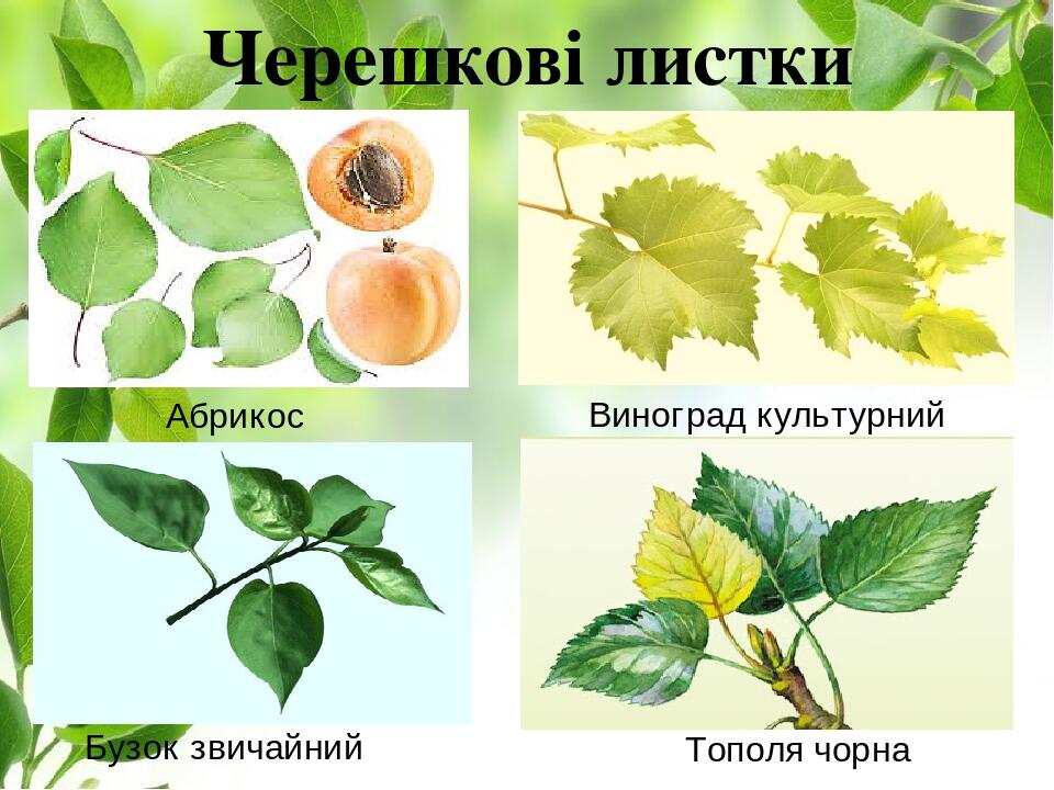 Черешкові листки Абрикос крупноплодний Тополя чорна Бузок звичайний Виноград культурний