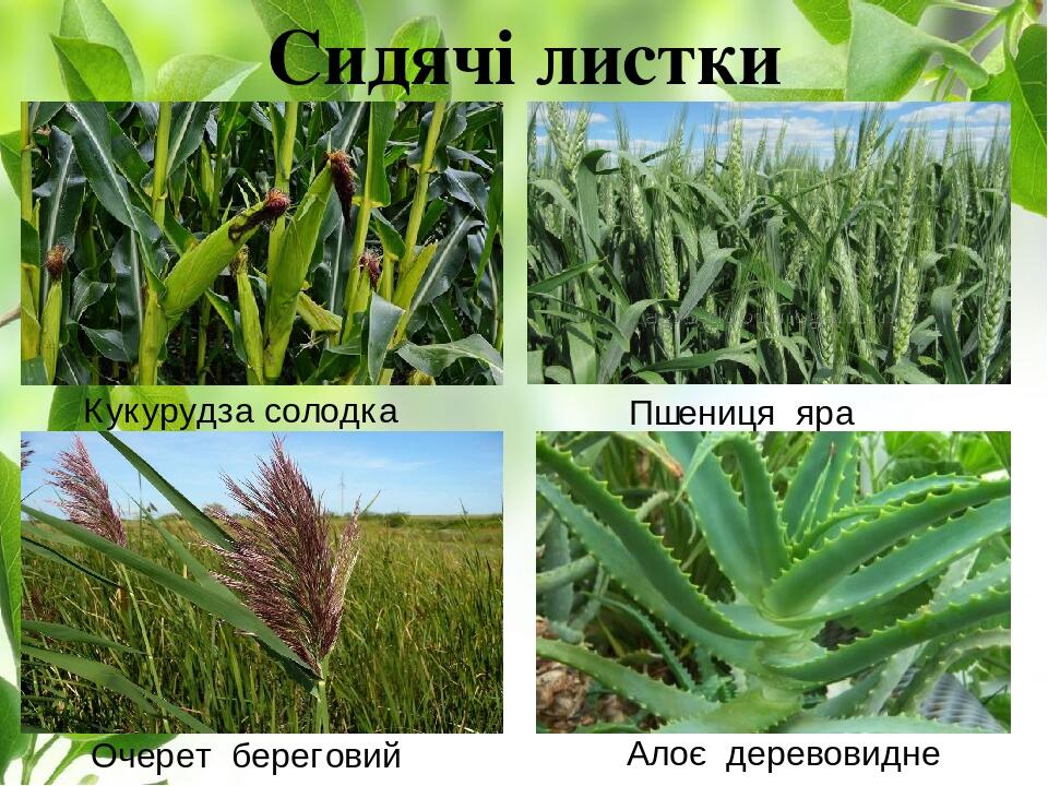 Сидячі листки Кукурудза солодка Пшениця яра Очерет береговий Алоє деревовидне