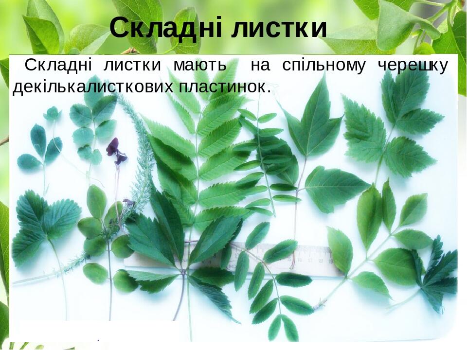 Складні листки мають на спільному черешку декількалисткових пластинок. Складні листки