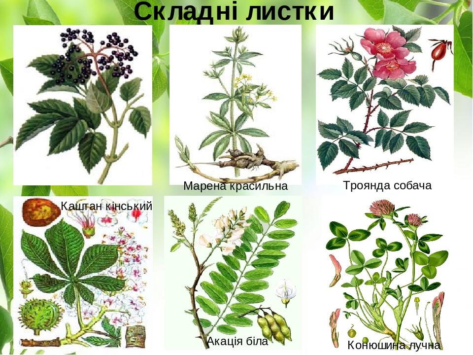Складні листки Марена красильна Троянда собача Конюшина лучна Акація біла Каштан кінський
