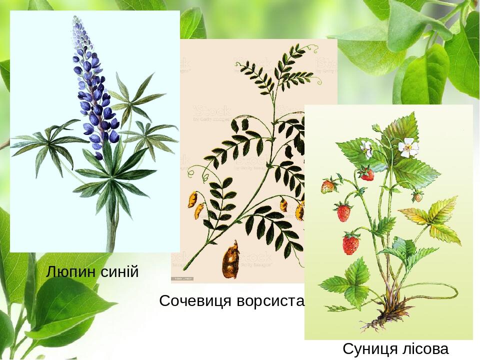 Люпин синій Сочевиця ворсиста Суниця лісова