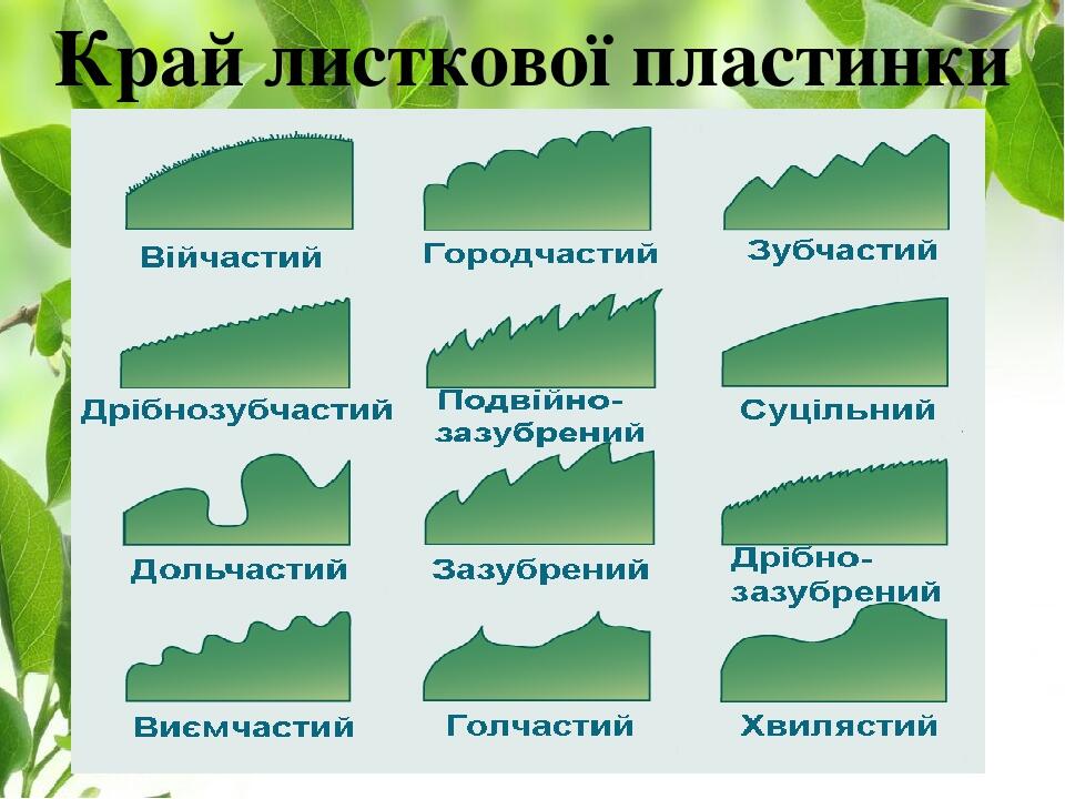 Край листкової пластинки