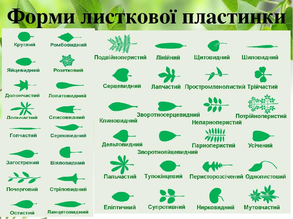 Форми листкової пластинки
