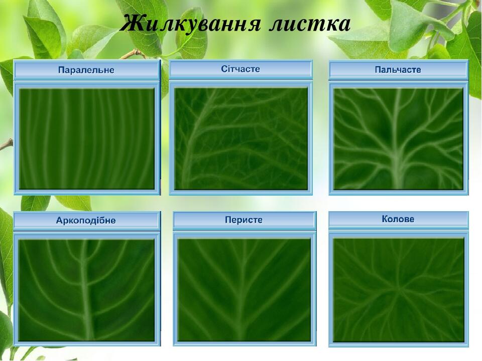 Жилкування листка
