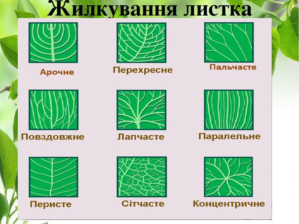 Жилкування листка Арочне Пальчасте