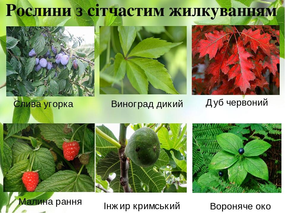 Рослини з сітчастим жилкуванням Слива угорка Дуб червоний Інжир кримський Вороняче око Виноград дикий Малина рання