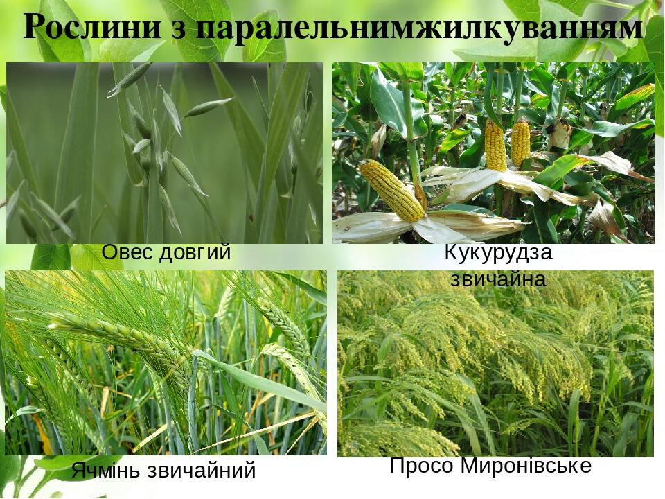 Рослини з паралельнимжилкуванням Овес довгий Кукурудза звичайна Ячмінь звичайний Просо Миронівське