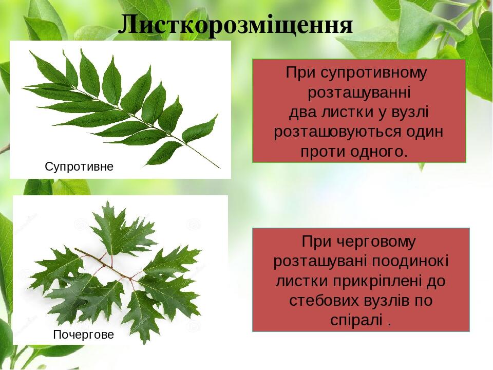 Листкорозміщення При супротивному розташуванні два листки у вузлі розташовуються один проти одного. При черговому розташувані поодинокі листки прик...