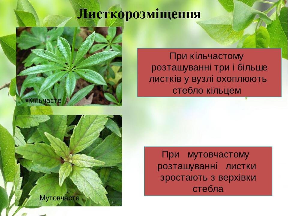 При кільчастому розташуванні три і більше листків у вузлі охоплюють стебло кільцем Листкорозміщення При мутовчастому розташуванні листки зростають ...