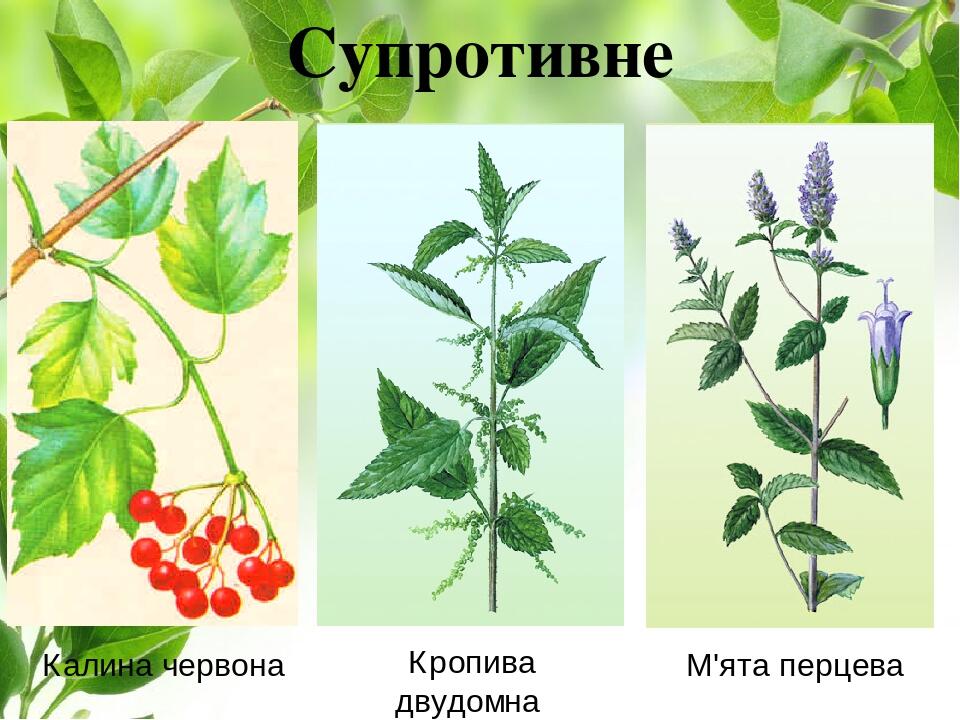 Супротивне Калина червона Кропива двудомна М'ята перцева