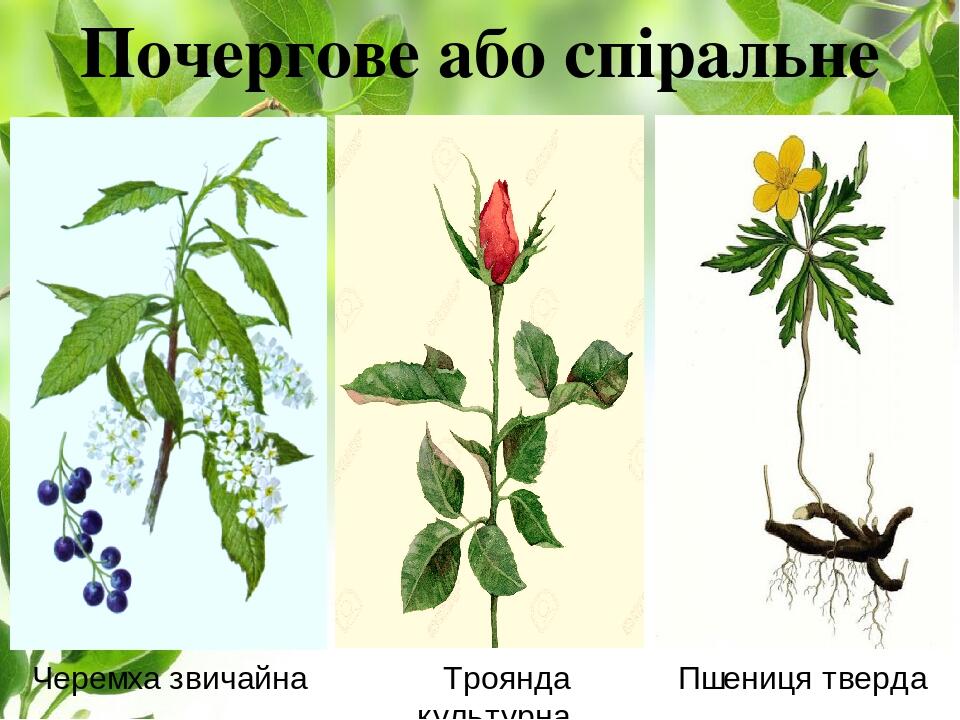 Почергове або спіральне Троянда культурна Пшениця тверда Черемха звичайна