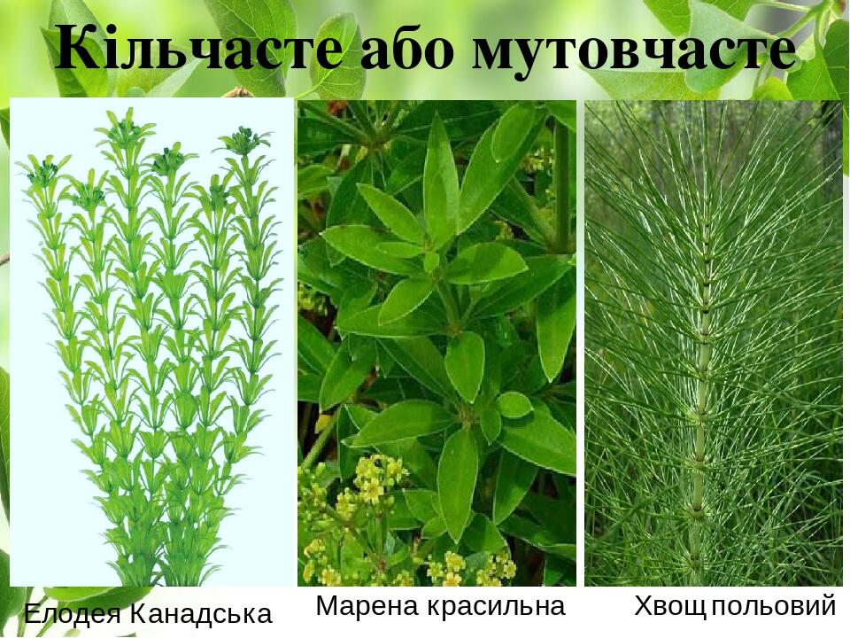 Кільчасте або мутовчасте Елодея Канадська Марена красильна Хвощ польовий