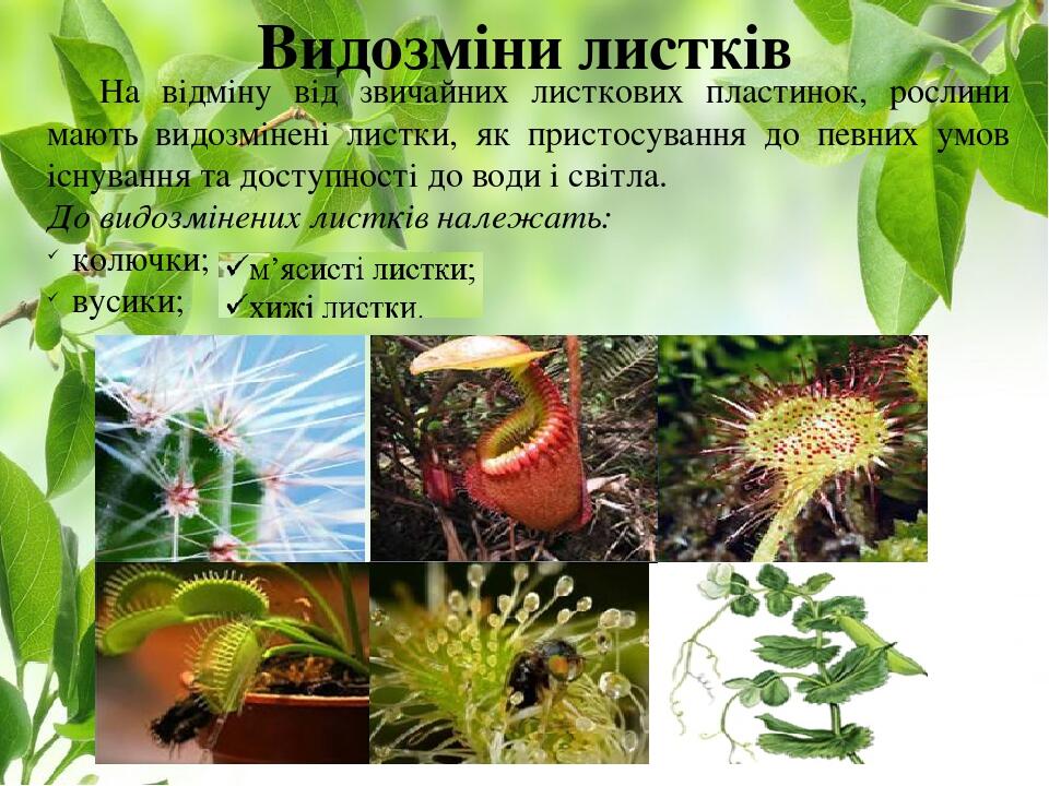 Видозміни листків На відміну від звичайних листкових пластинок, рослини мають видозмінені листки, як пристосування до певних умов існування та дост...