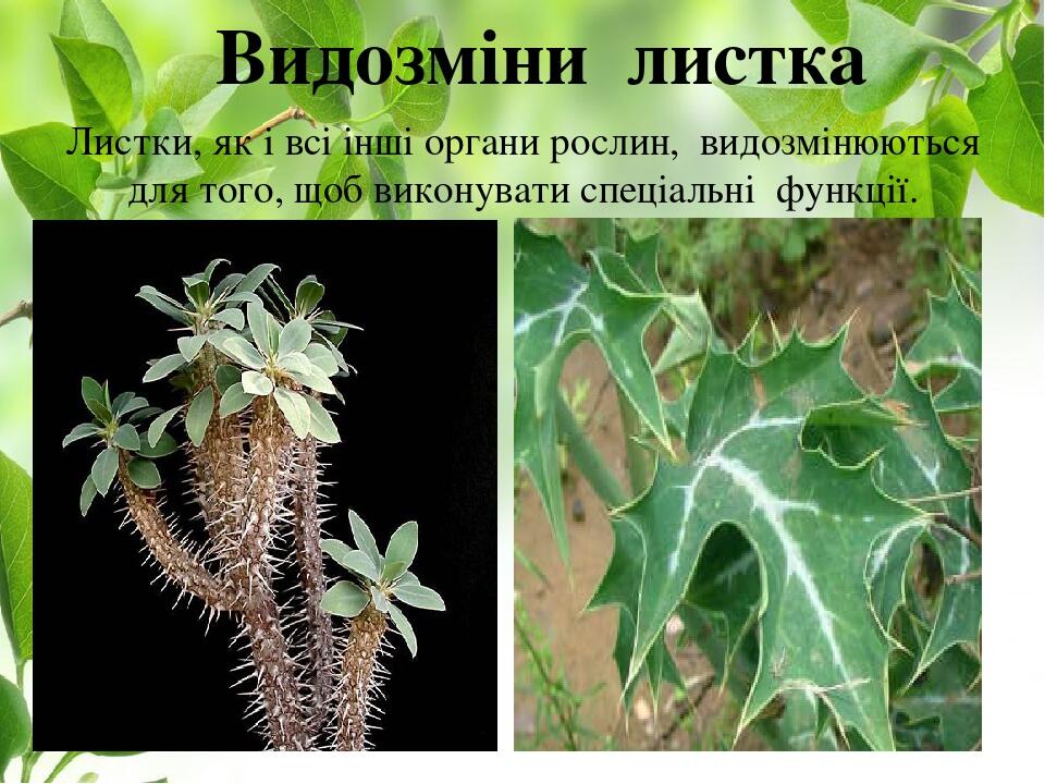 Видозміни листка Листки, як і всі інші органи рослин, видозмінюються для того, щоб виконувати спеціальні функції.