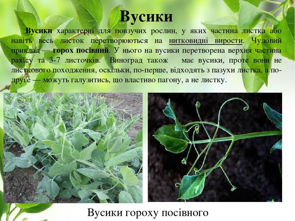 Вусики Вусики характерні для повзучих рослин, у яких частина листка або навіть весь листок перетворюються на нитковидні вирости. Чудовий приклад — ...