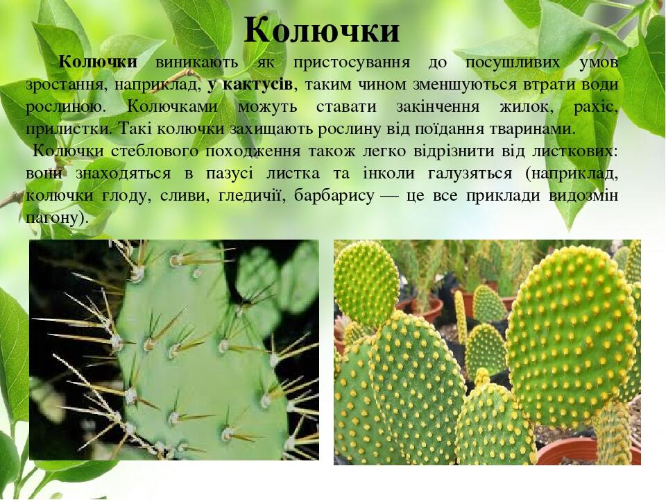 Колючки Колючки виникають як пристосування до посушливих умов зростання, наприклад, у кактусів, таким чином зменшуються втрати води рослиною. Колюч...