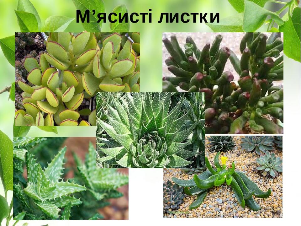 М’ясисті листки