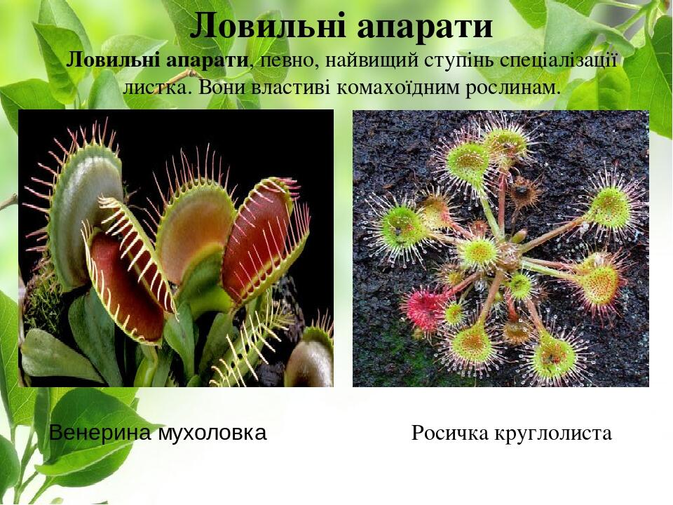 Ловильні апарати Ловильні апарати, певно, найвищий ступінь спеціалізації листка. Вони властиві комахоїдним рослинам. Росичка круглолиста Венерина м...