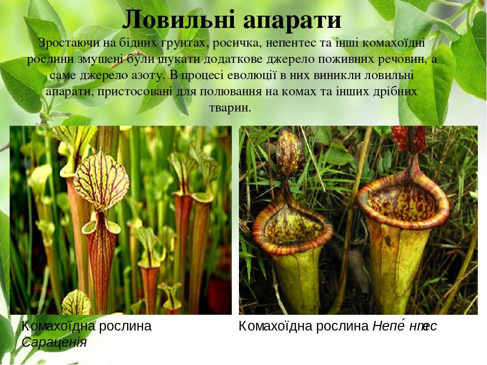 Ловильні апарати Зростаючи на бідних ґрунтах, росичка, непентес та інші комахоїдні рослини змушені були шукати додаткове джерело поживних речовин, ...