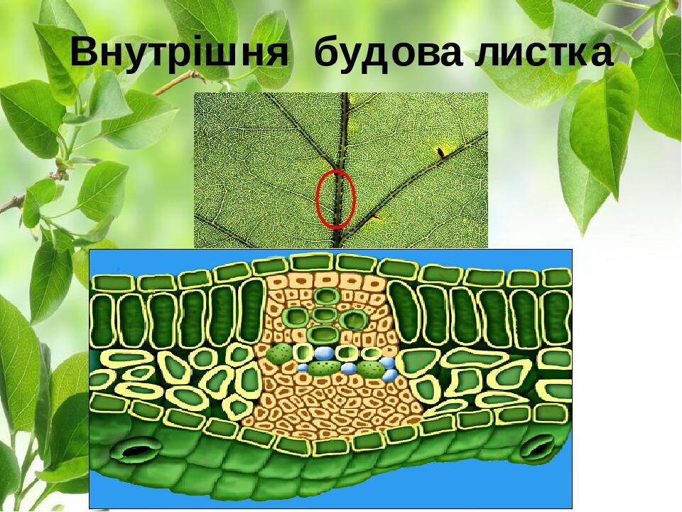 Внутрішня будова листка