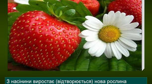 Рослини. Частина ІІ