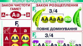 Закономірності успадкування ознак.