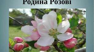 Флеш-картки для 6 класу "Родина Розові"