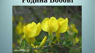 Флеш-картки для 6 класу "Родина Бобові"