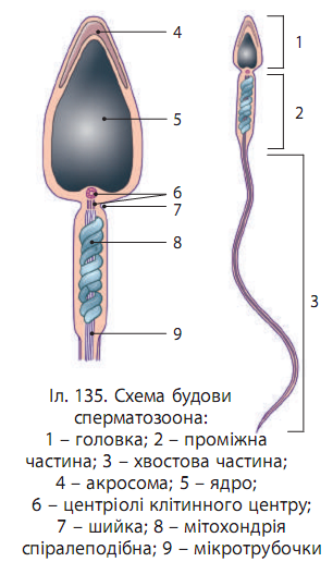 Laboratorna Robota 4 Tema Vivchennya Budovi Statevih Klitin Lyudini