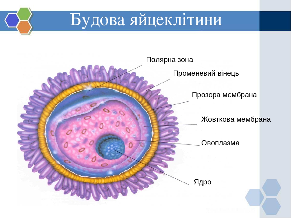 Схема развития детеныша в матке